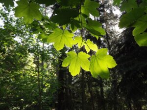 不眠症の原因となる身体的病気にはどんなものがある？