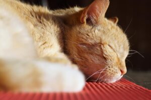 不眠症の改善に効果的な対策食べ物は？