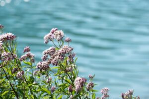 バレリアンサプリの効果は本当に期待できるのか？