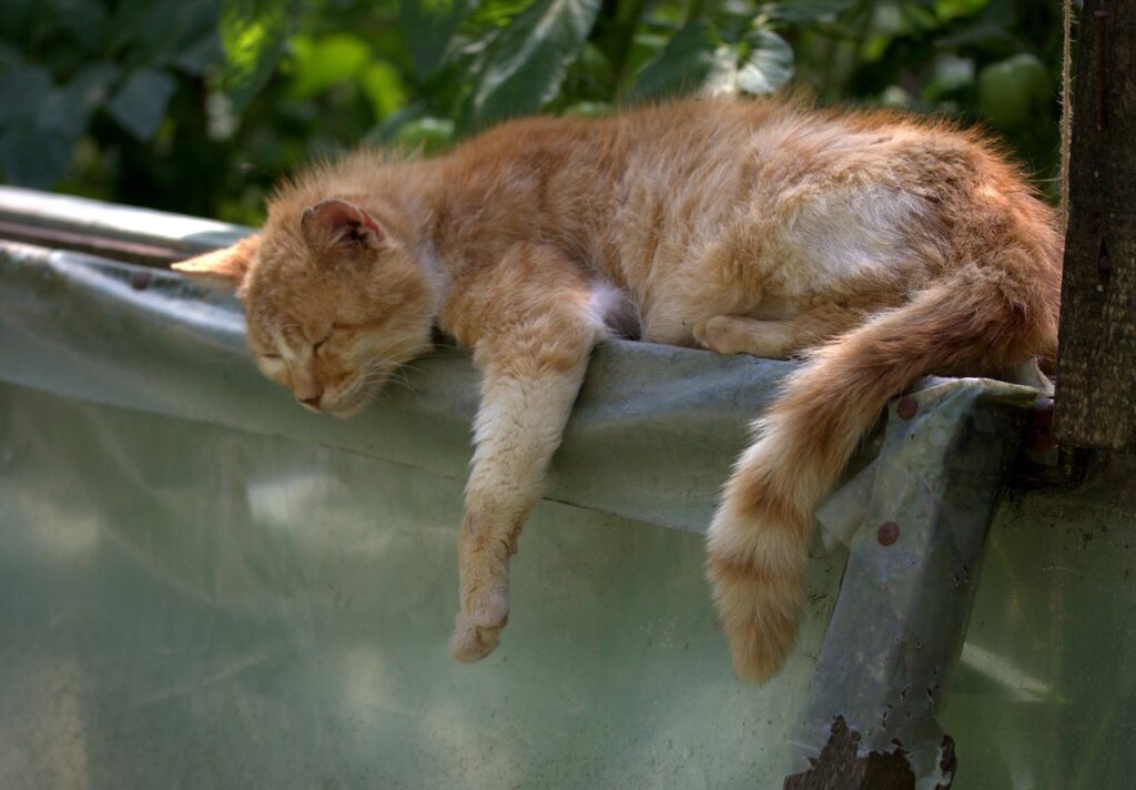 安眠に効果的なツボの位置はどこですか？