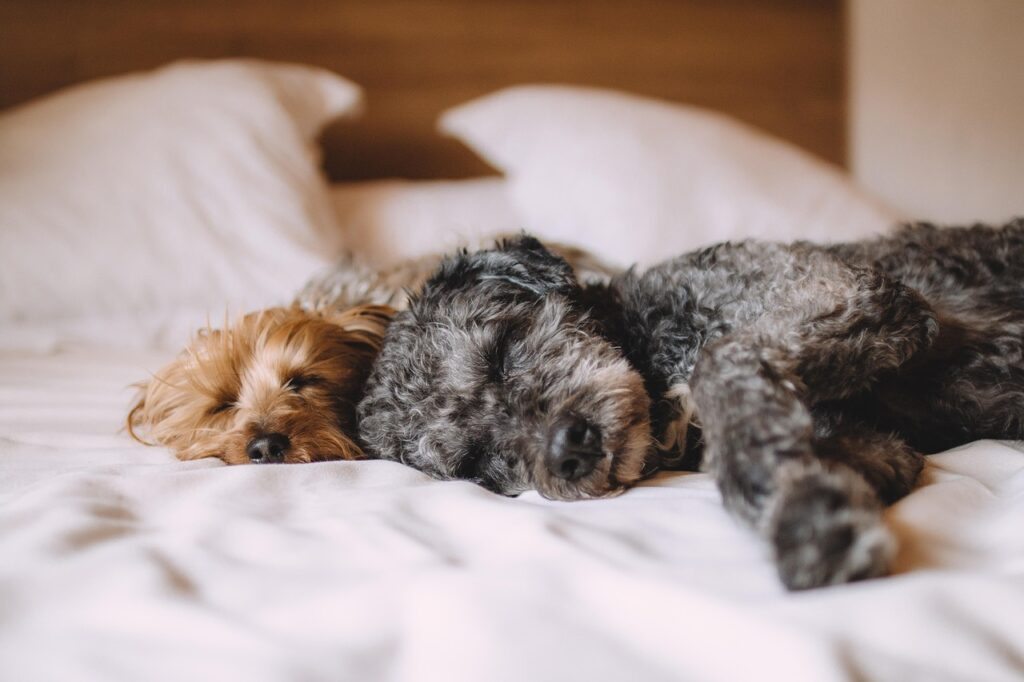 睡眠サプリは本当に効果なしなのか、その真相とは？