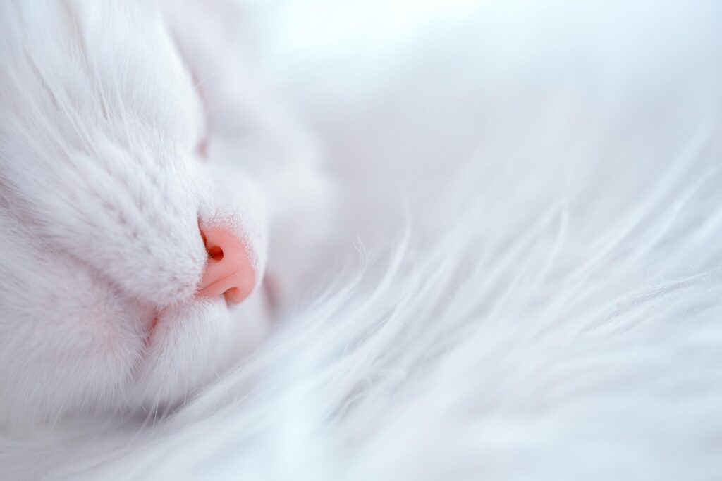 ペットの夜鳴きが原因で眠れないときの対処法は？