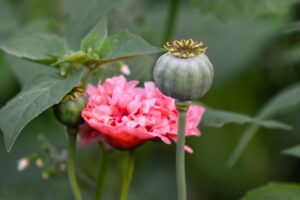 不眠薬の種類ごとの効果と違いは何ですか？