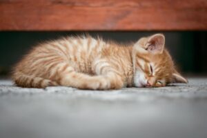 睡眠環境を整えるために必要なポイントは？