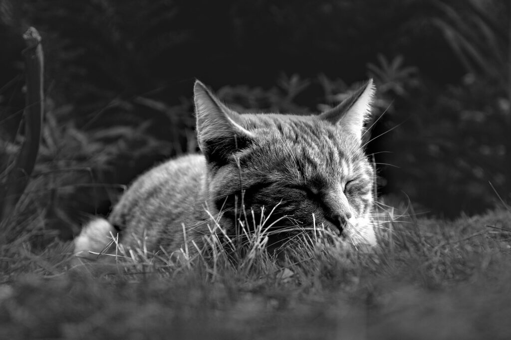 運動と睡眠の関係はどのように影響し合うのか？