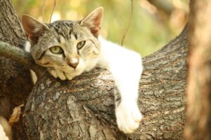 不眠症に悩むあなたにおすすめの睡眠サプリは？
