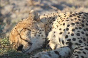 睡眠アプリを活用して質の高い眠りを手に入れる方法は？