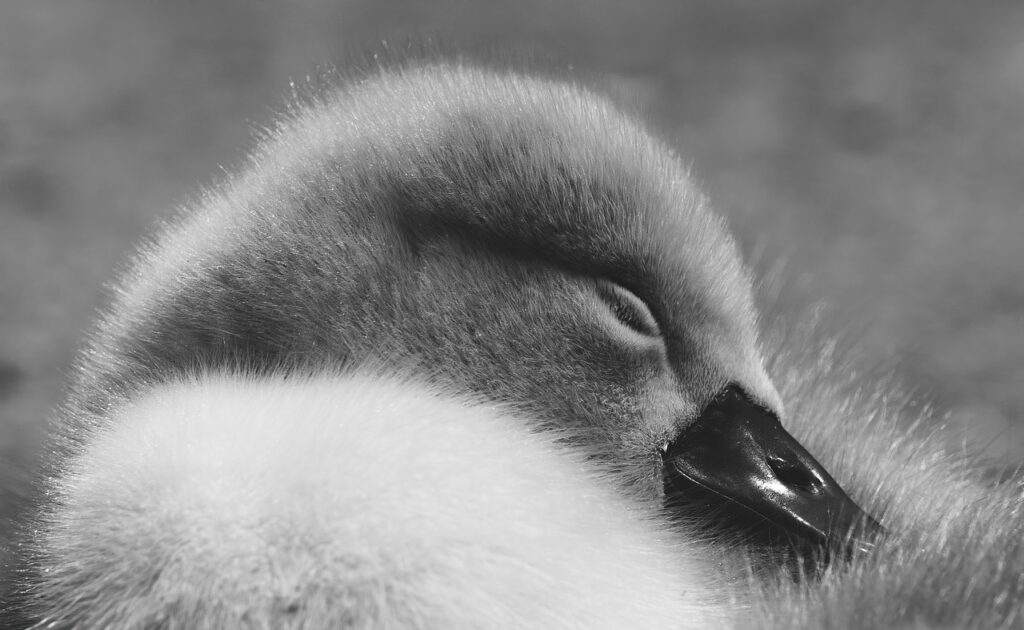 睡眠障害の原因はストレス？あなたの悩みを解消する方法とは？