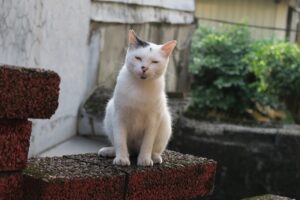 不眠症ナビの評判は本当に信頼できる？